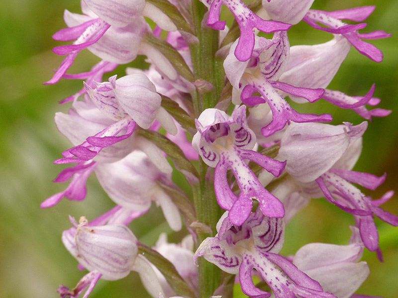 Orchis militaris